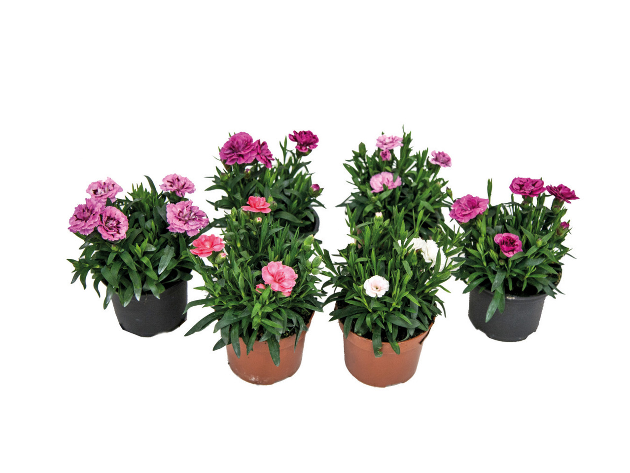 Dianthus1
