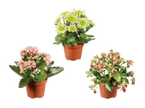 Mini plantes à fleurs