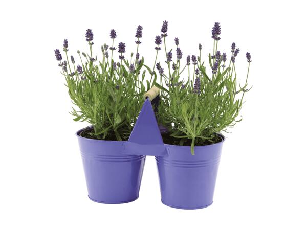 Lavande angustifolia dans un pot jumeau en zinc
