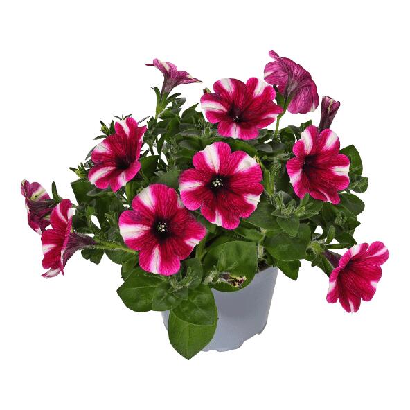 Petunia