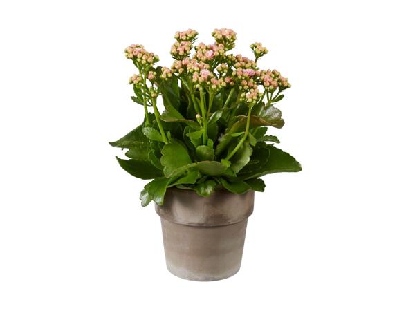 Kalanchoe in Ceramic Pot