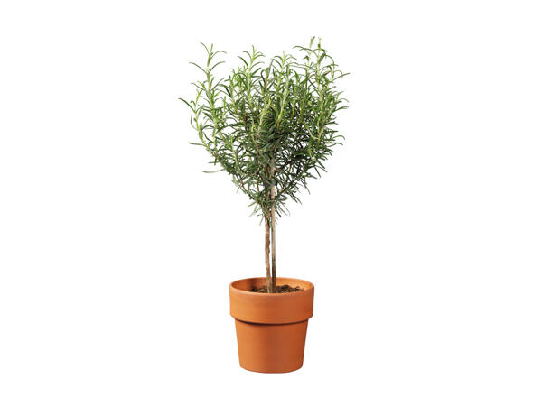 Italian Herb Tree in Terracotta Pot
