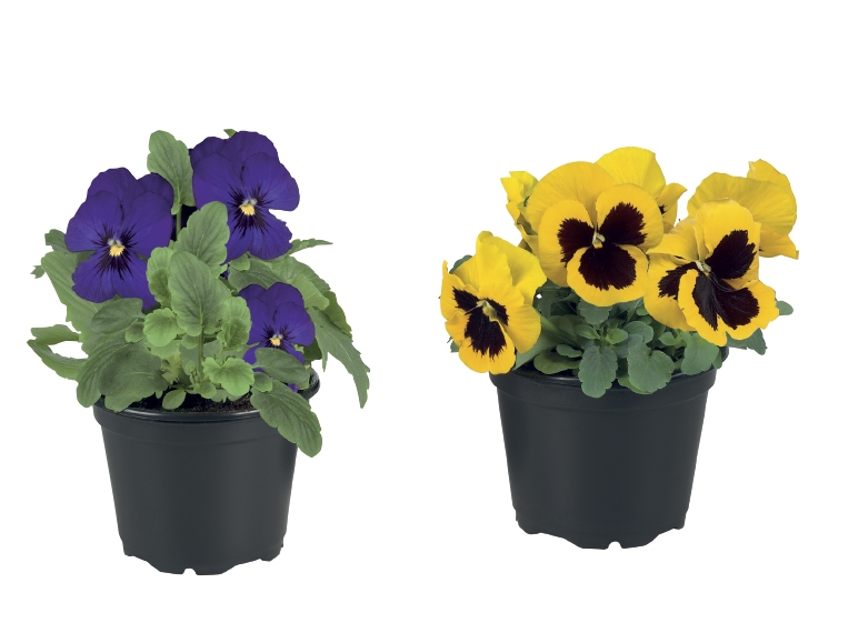 Pansies