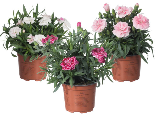 Dianthus Nelke