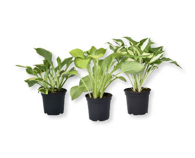 Hosta