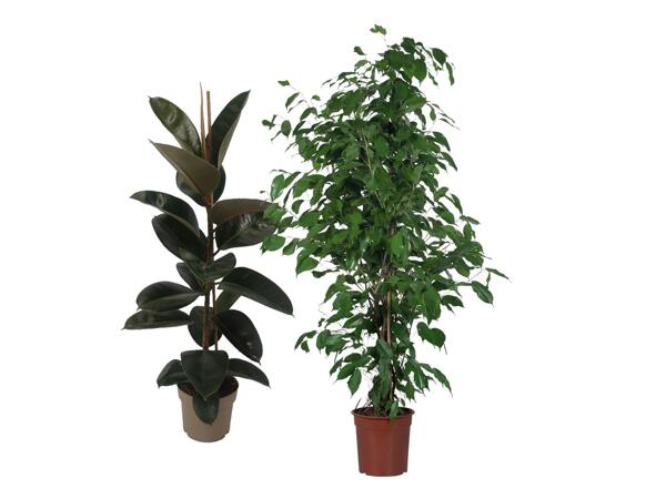 Green Plants