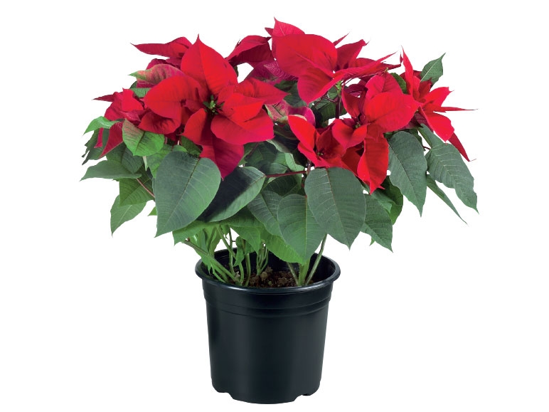 Large Poinsettia - Available from 20th November