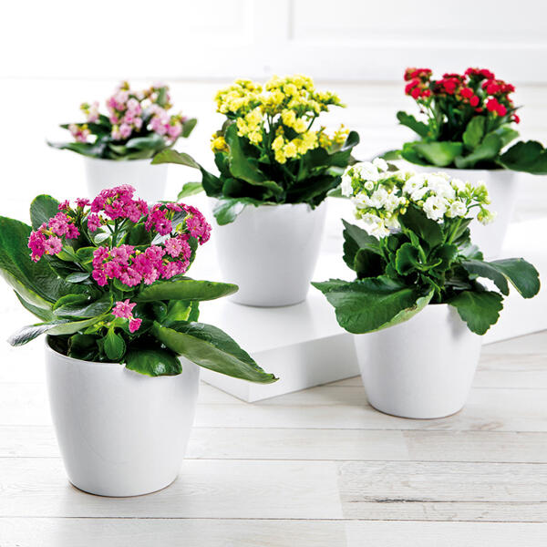 Kalanchoe Calandiva