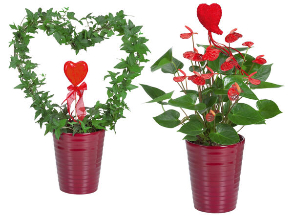 Anthurium oder Hederaherz
