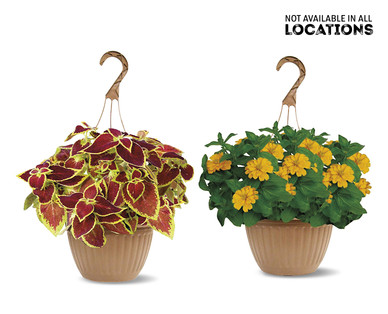 10" Hanging Basket