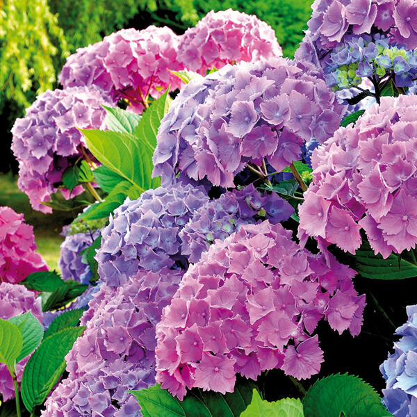 Hortensie