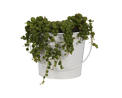 String of Pearls or Beans