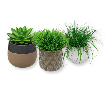 Piante verdi in vaso di ceramica