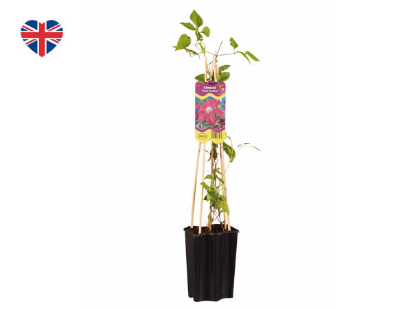 British Clematis