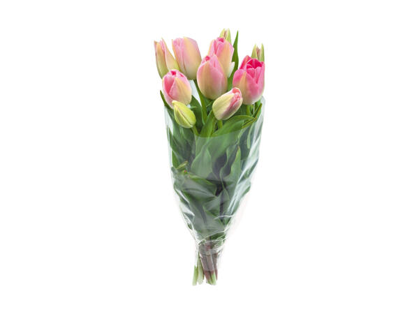 Tulipaner