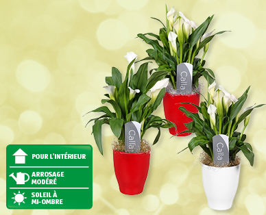 Calla de Noël dans un cache-pot en céramique