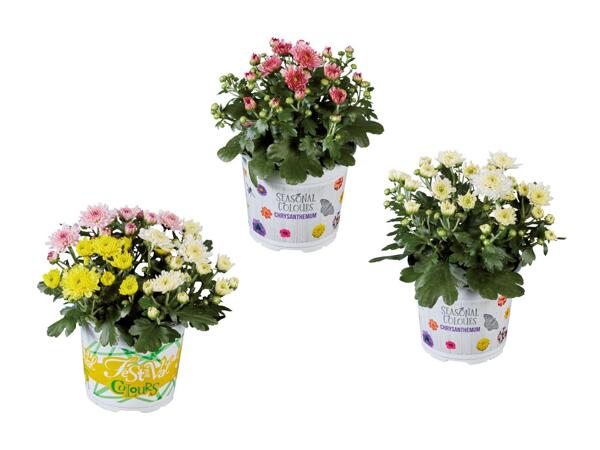 Chrysanthème Multiflora