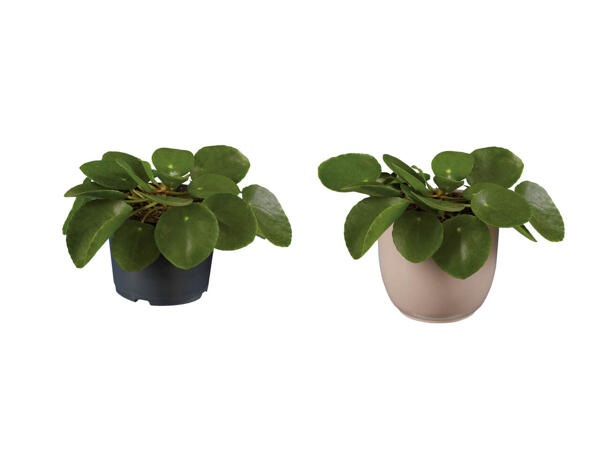 Pilea "Pancake"