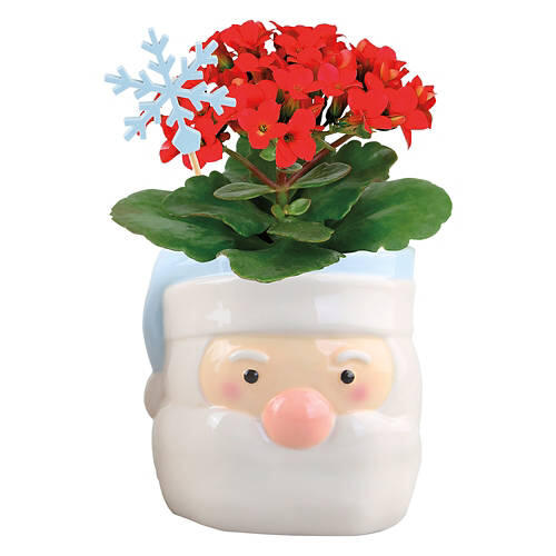 Holiday Kalanchoe - Assorted Colors