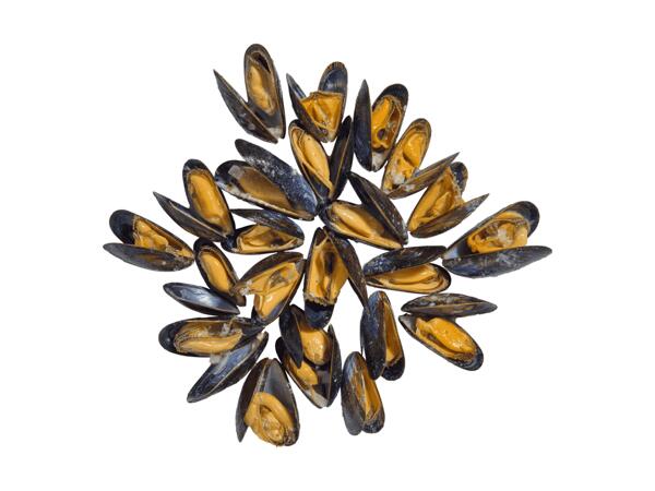 Moules marinées