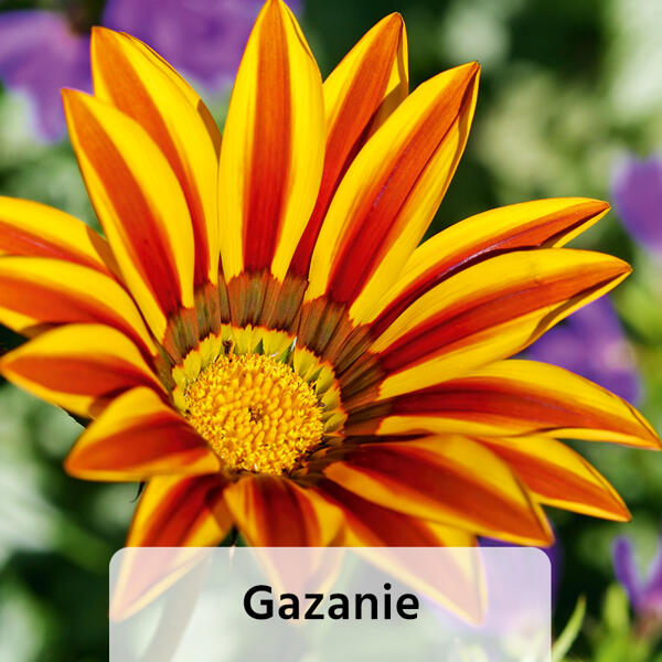 Sommergarten