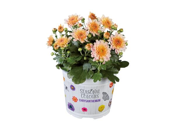 Krysantemum "Multiflora"