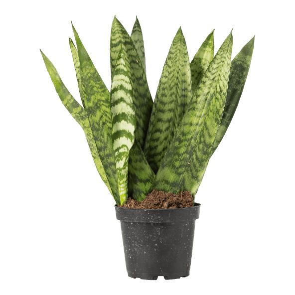 Sansevieria