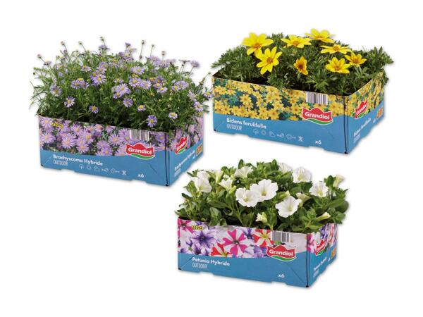 Beet- und Balkonpflanzen, 6er-Tray