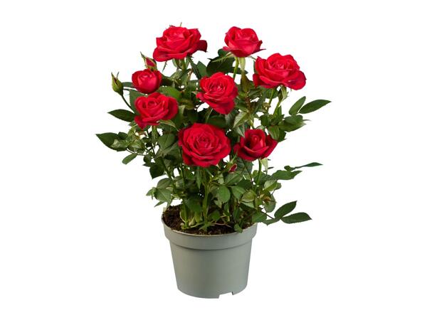 Mini Rose