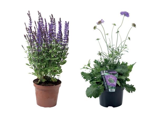 Staudeplante