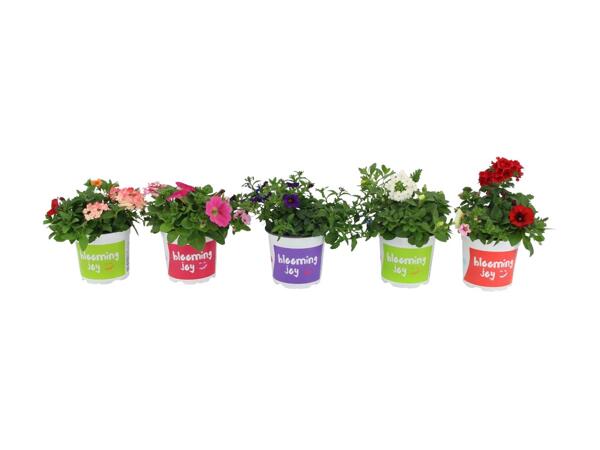 Blooming Joy Trio
