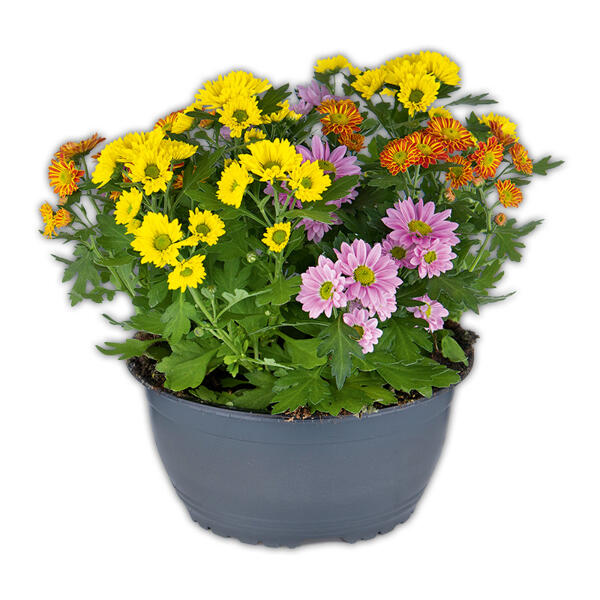 Chrysantheme