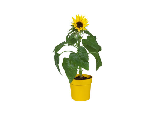 Solsikke