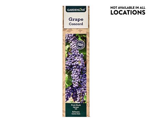 Gardenline 
 Berry Bush Assorted Varieties