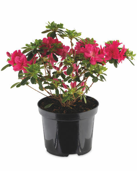 Irish Grown Azaleas