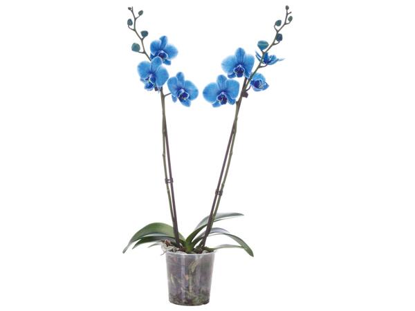 Phalaenopsis