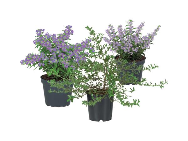 Vårblommor