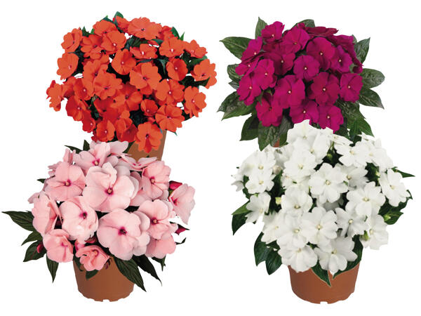 Impatiens