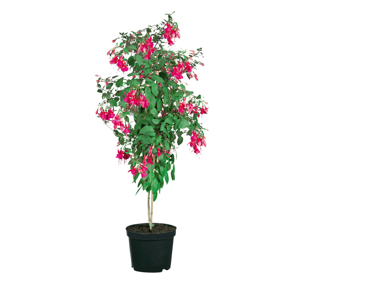 Fuchsia sur tige