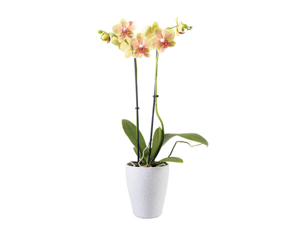 Orchidee Phalaenopsis in Keramiktopf