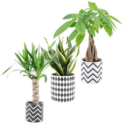 GARDENLINE Grünpflanze