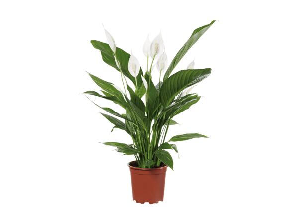 Spathiphyllum