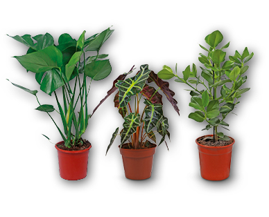 Plante verte