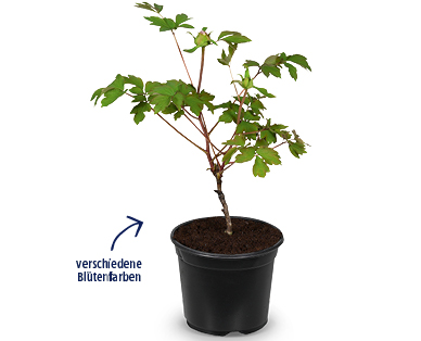Baum-Pfingstros