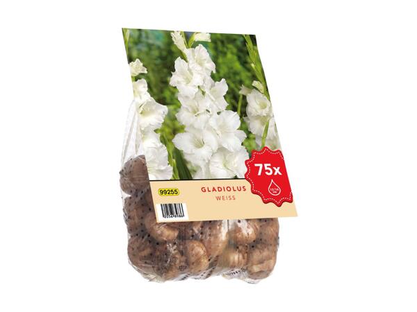 Gladiolus blomsterløg