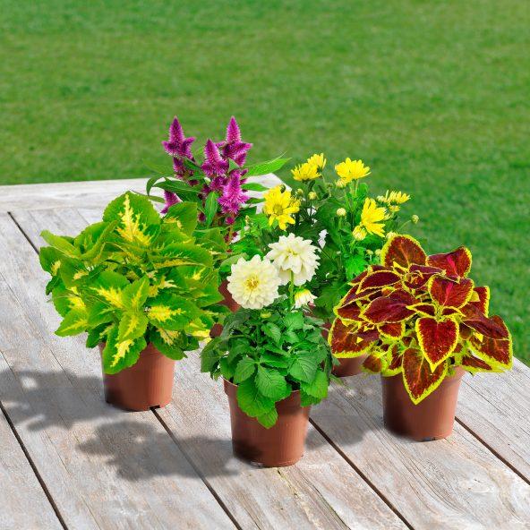 Blomst eller plante