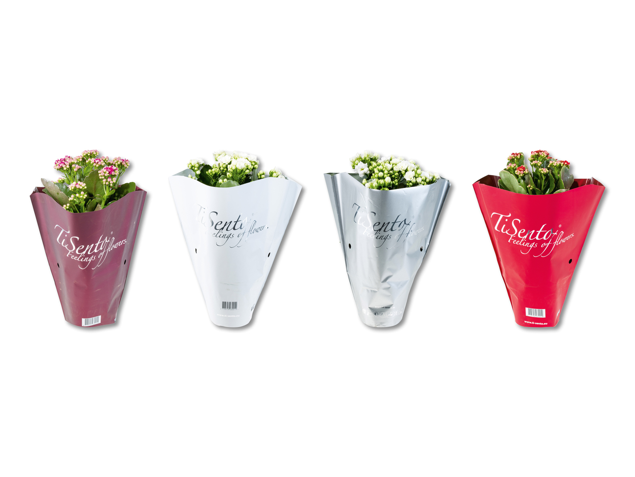 Kalanchoé de Noël