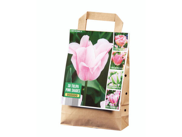Tulpenzwiebeln Ton in Ton