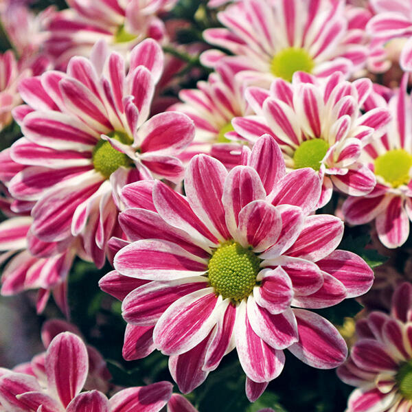 Chrysanthemen