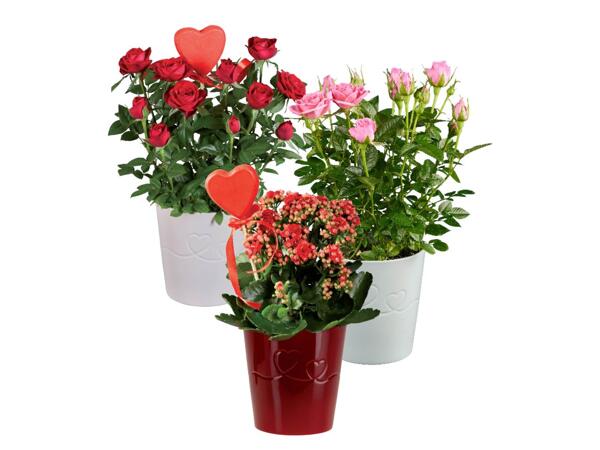 Roses or kalanchoe